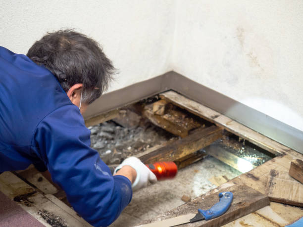 Best Best Mold Removal Companies  in Wtmore Village, HI