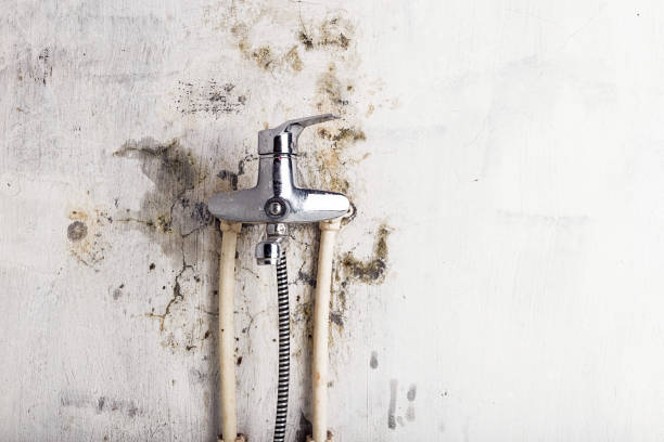 Home Mold Removal in Whitmore Village, HI