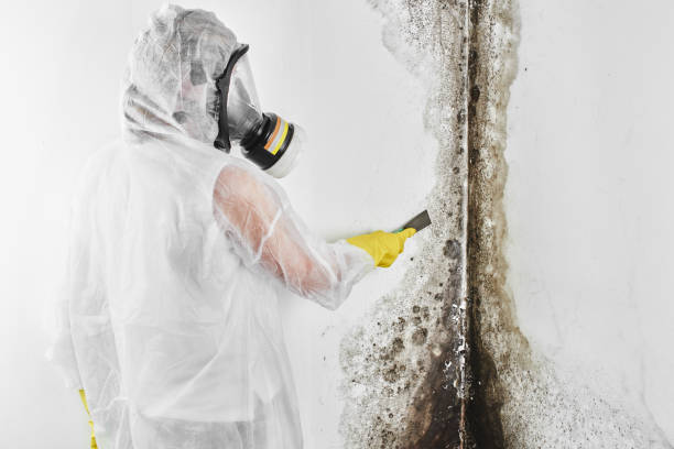 Best Commercial Mold Removal  in Wtmore Village, HI