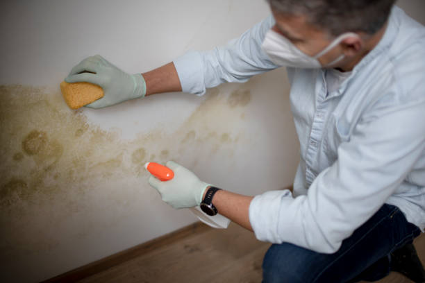 Best Mold Cleaning Services  in Wtmore Village, HI