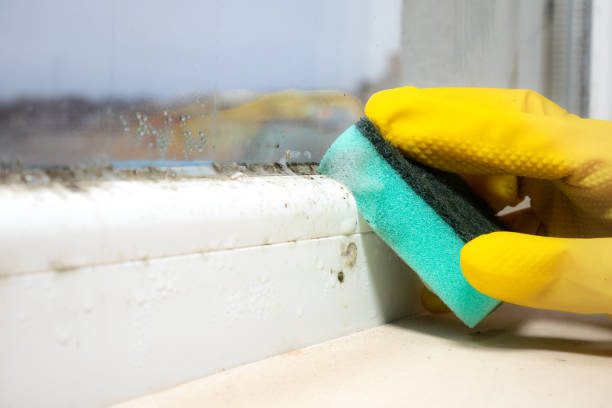 Best Office Mold Removal Services  in Wtmore Village, HI