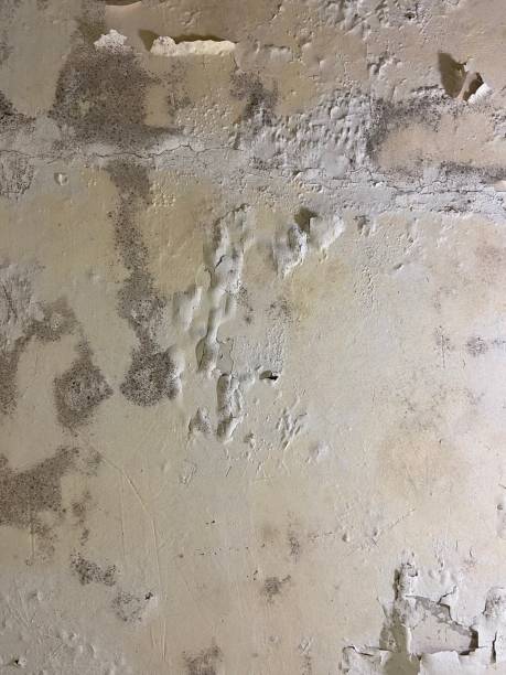 Best Professional Mold Removal  in Wtmore Village, HI