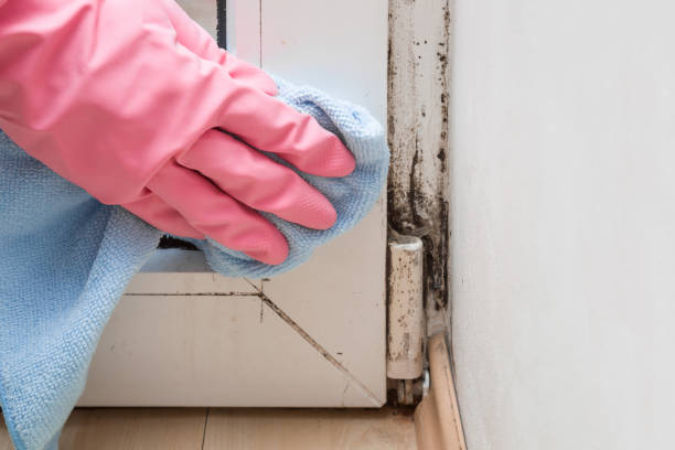 Mold Removal and Inspection in Whitmore Village, HI