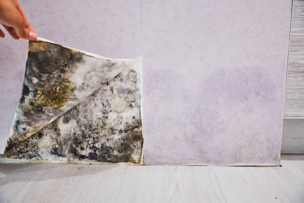 Best Office Mold Removal Services  in Wtmore Village, HI